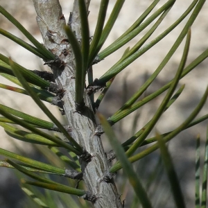 Photographie n°2288551 du taxon Pinus halepensis Mill. [1768]