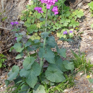 Photographie n°2288561 du taxon Lunaria annua L. [1753]