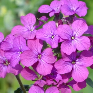 Photographie n°2288562 du taxon Lunaria annua L. [1753]