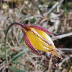 Photographie n°2288570 du taxon Tulipa sylvestris L. [1753]