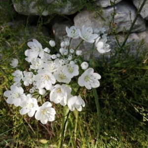 Photographie n°2288615 du taxon Allium neapolitanum Cirillo [1788]