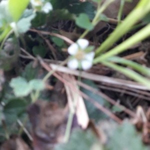 Photographie n°2288630 du taxon Potentilla sterilis (L.) Garcke [1856]