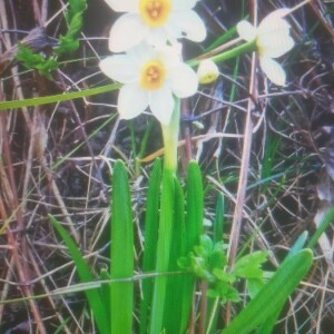 Photographie n°2288633 du taxon Narcissus tazetta L. [1753]