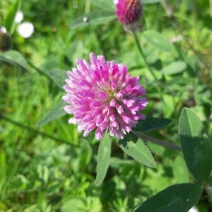 Photographie n°2288646 du taxon Trifolium pratense L. [1753]