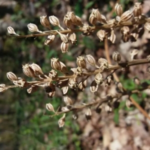 Photographie n°2288651 du taxon Neottia nidus-avis (L.) Rich. [1817]