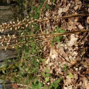 Photographie n°2288652 du taxon Neottia nidus-avis (L.) Rich. [1817]