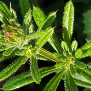 Photographie n°2288653 du taxon Galium aparine L. [1753]