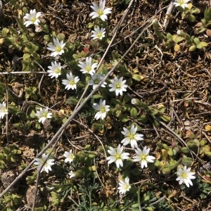 Photographie n°2288703 du taxon Cerastium pumilum Curtis [1777]