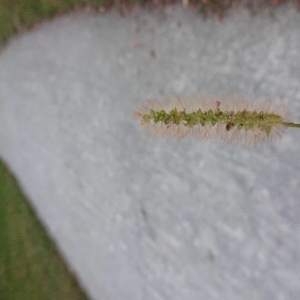 Photographie n°2288711 du taxon Setaria pumila (Poir.) Roem. & Schult. [1817]