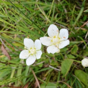 Photographie n°2288715 du taxon Parnassia palustris L. [1753]