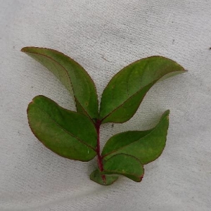 Photographie n°2288717 du taxon Lagerstroemia indica L. [1759]