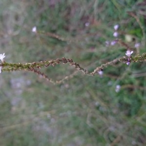 Photographie n°2288719 du taxon Verbena officinalis L. [1753]