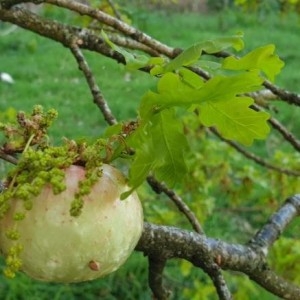 Photographie n°2288750 du taxon Quercus robur L. [1753]