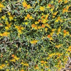 Photographie n°2288759 du taxon Euphorbia spinosa L.