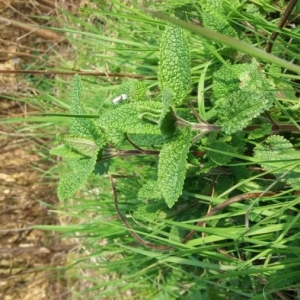 Photographie n°2288778 du taxon Teucrium scorodonia L. [1753]