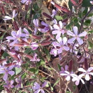 Photographie n°2288786 du taxon Saponaria ocymoides L.