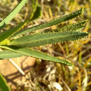 Photographie n°2288810 du taxon Euphorbia serrata L.