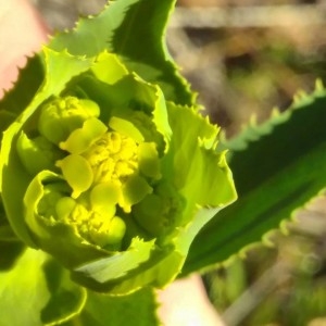 Photographie n°2288811 du taxon Euphorbia serrata L.