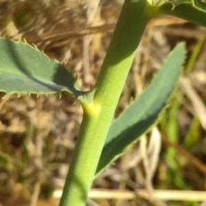 Photographie n°2288813 du taxon Euphorbia serrata L.