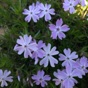 Photographie n°2288842 du taxon Phlox subulata L. [1753]