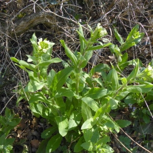 Photographie n°2288907 du taxon Pseudoturritis turrita (L.) Al-Shehbaz [2005]