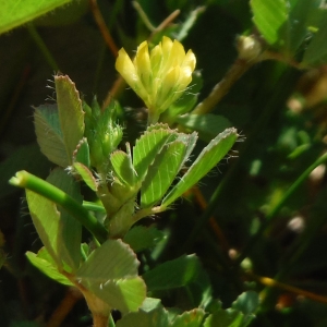 Photographie n°2288920 du taxon Medicago minima (L.) L. [1754]