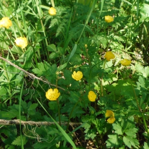 Photographie n°2288935 du taxon Ranunculus repens L. [1753]