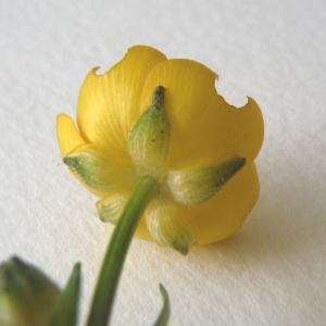 Photographie n°2288937 du taxon Ranunculus repens L. [1753]