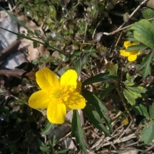 Photographie n°2288992 du taxon Anemone ranunculoides L. [1753]