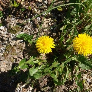 Photographie n°2289001 du taxon Taraxacum officinale F.H.Wigg. [1780]