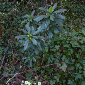 Photographie n°2289028 du taxon Daphne laureola L. [1753]