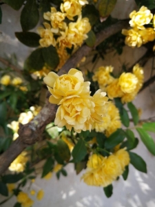 Ferreira FILIPE, le 30 mars 2019 (Évora)