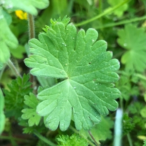 Photographie n°2289079 du taxon Geranium rotundifolium L. [1753]