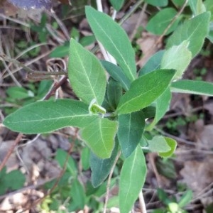 Photographie n°2289086 du taxon Lonicera periclymenum L. [1753]