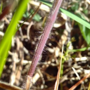 Photographie n°2289091 du taxon Anisantha sterilis (L.) Nevski [1934]