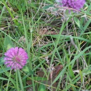 Photographie n°2289100 du taxon Trifolium pratense L. [1753]