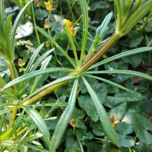 Photographie n°2289124 du taxon Galium aparine L. [1753]