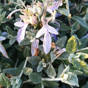 Photographie n°2289169 du taxon Teucrium fruticans L. [1753]