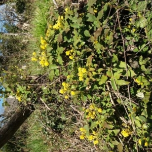 Photographie n°2289235 du taxon Berberis aquifolium Pursh [1814]