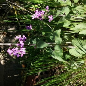 Photographie n°2289236 du taxon Lunaria annua L. [1753]