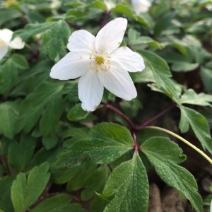 Photographie n°2289262 du taxon Anemone nemorosa L. [1753]