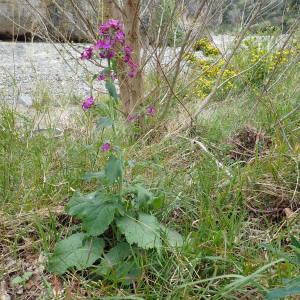 Photographie n°2289269 du taxon Lunaria annua L.