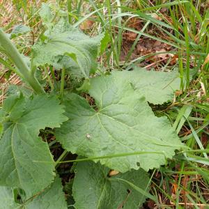 Photographie n°2289270 du taxon Lunaria annua L.