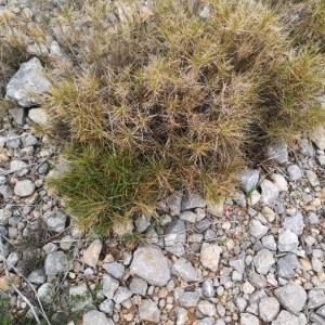 Photographie n°2289272 du taxon Brachypodium retusum (Pers.) P.Beauv. [1812]