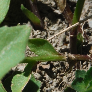 Photographie n°2289278 du taxon Campanula rhomboidalis L. [1753]