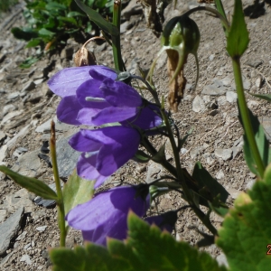 Photographie n°2289279 du taxon Campanula rhomboidalis L. [1753]