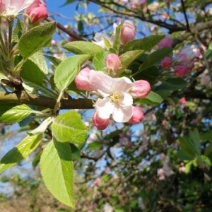 Photographie n°2289281 du taxon Malus sylvestris Mill. [1768]