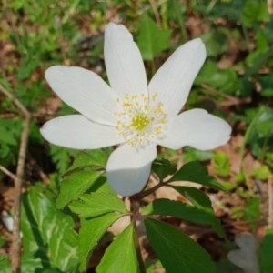 Photographie n°2289320 du taxon Anemone nemorosa L. [1753]