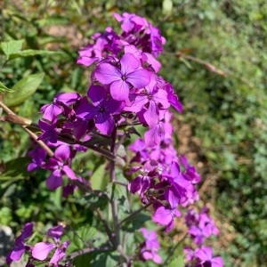 Photographie n°2289340 du taxon Lunaria annua L. [1753]