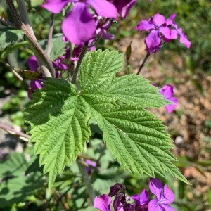 Photographie n°2289341 du taxon Lunaria annua L. [1753]